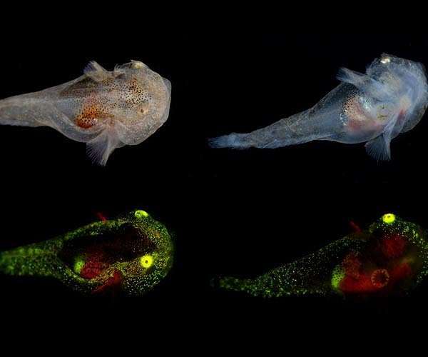 green-red-biofluorescence-snailfish-arctic-hg
