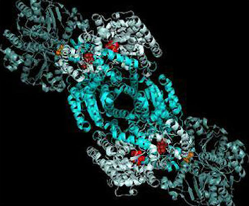 nitrogenase-enzyme-hg