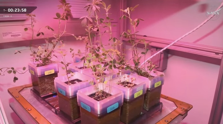 spacex-crew-12-dragon-aec