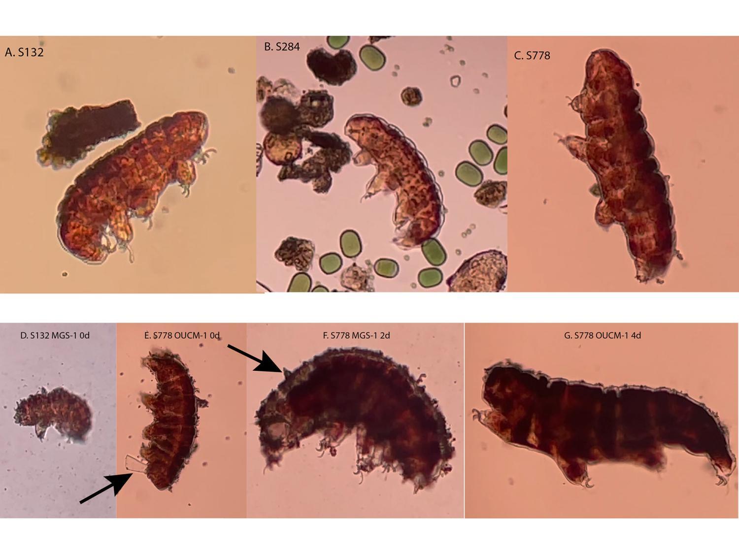 tardigrades-before-after
