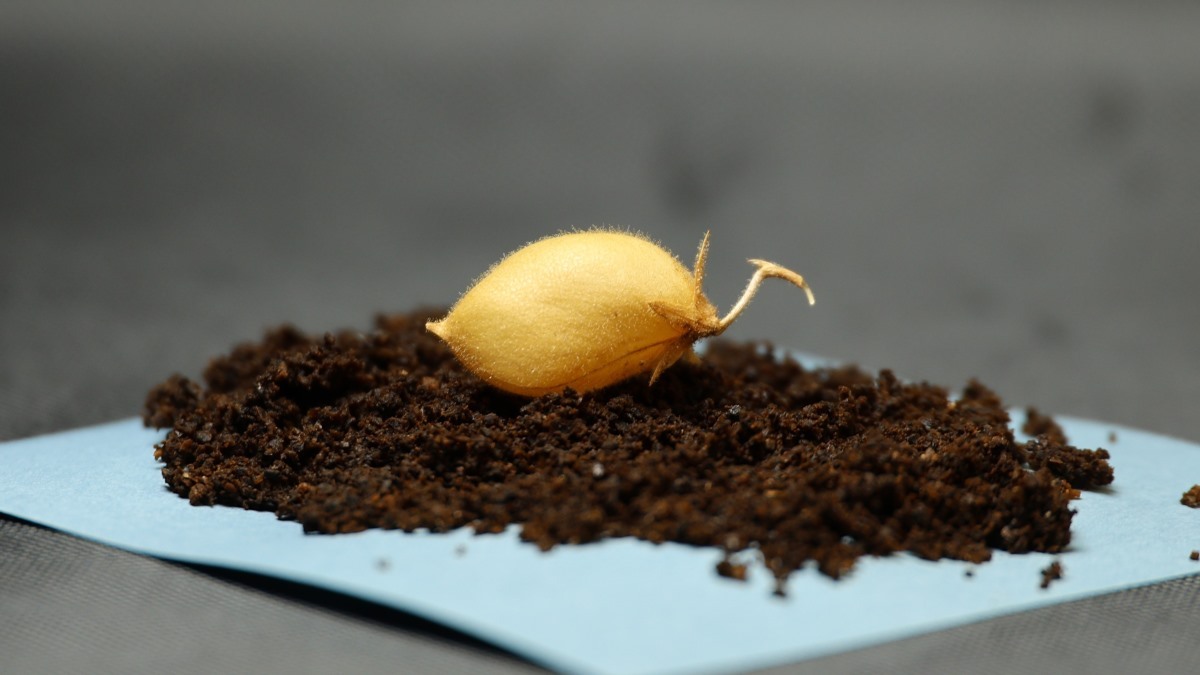 the-myles-variety-of-chickpea-supports-crop-production-in-space-limited-mission-environments-univers